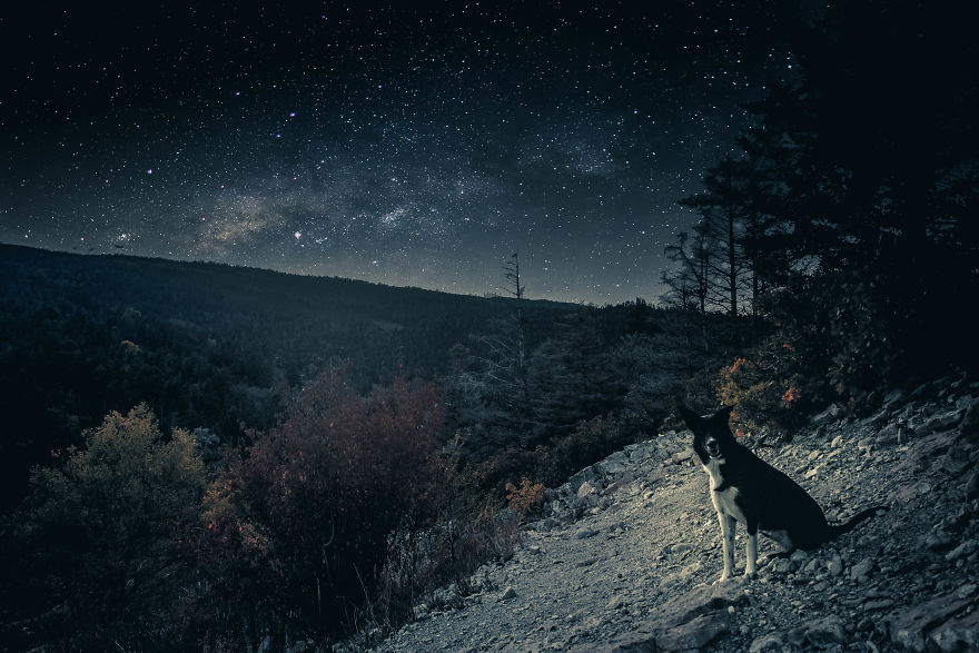 I Make Magical Dog Photo Edits I Make Magical Dog Photo Edits