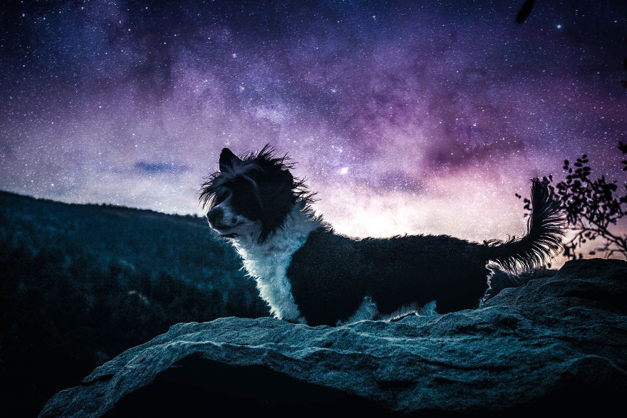 I Make Magical Dog Photo Edits I Make Magical Dog Photo Edits