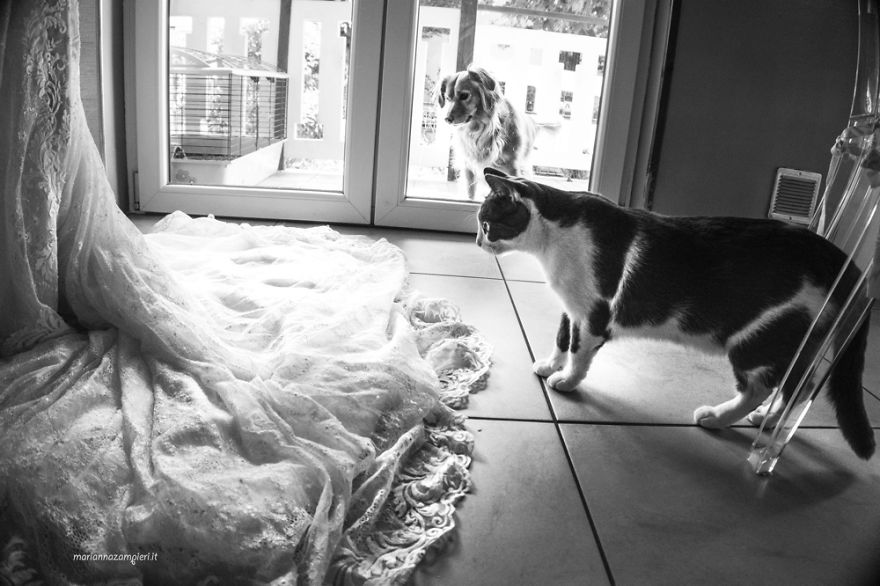 I Capture The Magical Post-Wedding Moments Of Newly-Weds And Their Cats (Part 2) I Capture The Magical Post-Wedding Moments Of Newly-Weds And Their Cats (Part 2)