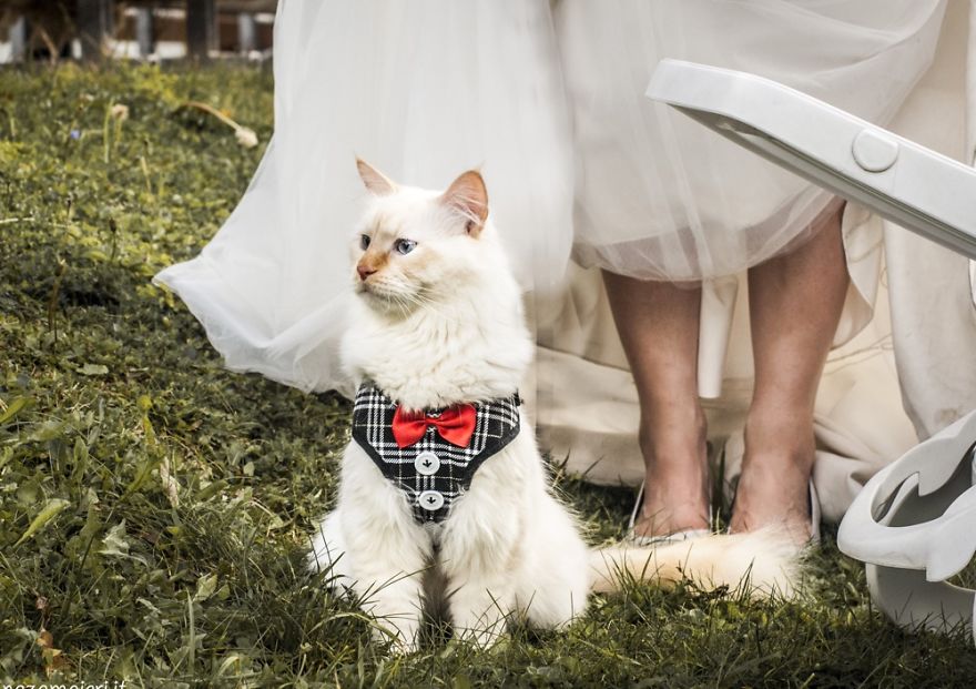 I Capture The Magical Post-Wedding Moments Of Newly-Weds And Their Cats (Part 2) I Capture The Magical Post-Wedding Moments Of Newly-Weds And Their Cats (Part 2)