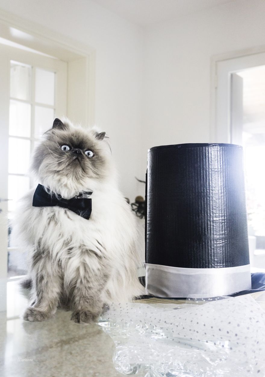 I Capture The Magical Post-Wedding Moments Of Newly-Weds And Their Cats (Part 2) I Capture The Magical Post-Wedding Moments Of Newly-Weds And Their Cats (Part 2)