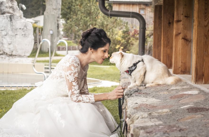 I Capture The Magical Post-Wedding Moments Of Newly-Weds And Their Cats (Part 2) I Capture The Magical Post-Wedding Moments Of Newly-Weds And Their Cats (Part 2)