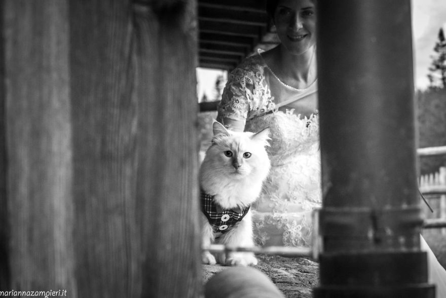 I Capture The Magical Post-Wedding Moments Of Newly-Weds And Their Cats (Part 2) I Capture The Magical Post-Wedding Moments Of Newly-Weds And Their Cats (Part 2)