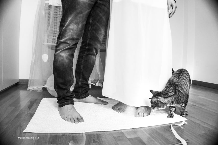I Capture The Magical Post-Wedding Moments Of Newly-Weds And Their Cats (Part 2) I Capture The Magical Post-Wedding Moments Of Newly-Weds And Their Cats (Part 2)