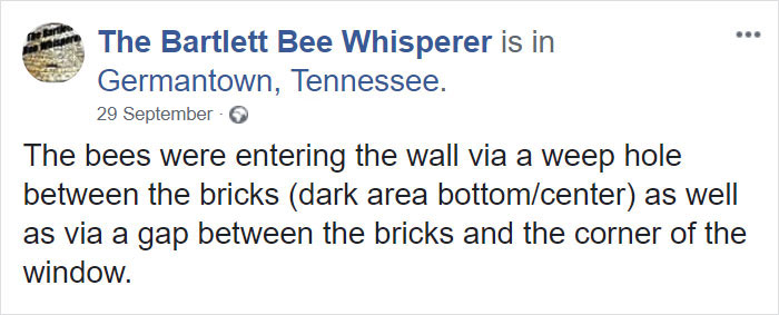 Bee Remover Posts What He Found After Removing The Bricks From A Client’s Home, And His Photos Go Viral Bee Remover Posts What He Found After Removing The Bricks From A Client’s Home, And His Photos Go Viral