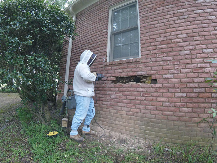 Bee Remover Posts What He Found After Removing The Bricks From A Client’s Home, And His Photos Go Viral Bee Remover Posts What He Found After Removing The Bricks From A Client’s Home, And His Photos Go Viral