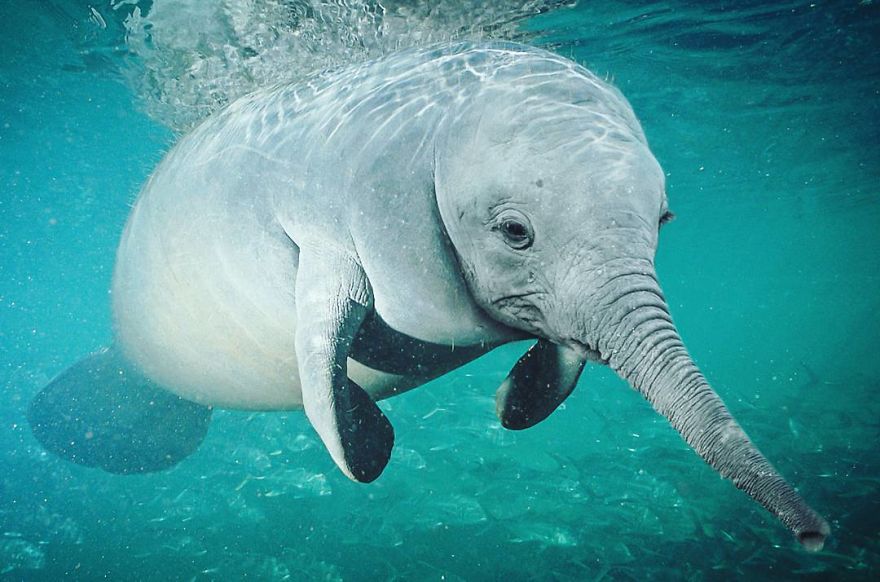 39 Unexpected Animal Hybrids That Would Be Hilarious In Real Life 39 Unexpected Animal Hybrids That Would Be Hilarious In Real Life