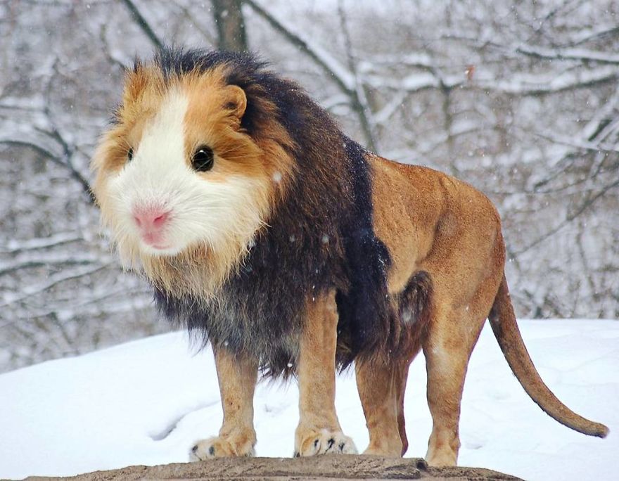 39 Unexpected Animal Hybrids That Would Be Hilarious In Real Life 39 Unexpected Animal Hybrids That Would Be Hilarious In Real Life