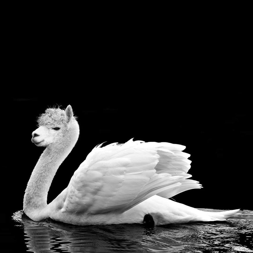 39 Unexpected Animal Hybrids That Would Be Hilarious In Real Life 39 Unexpected Animal Hybrids That Would Be Hilarious In Real Life