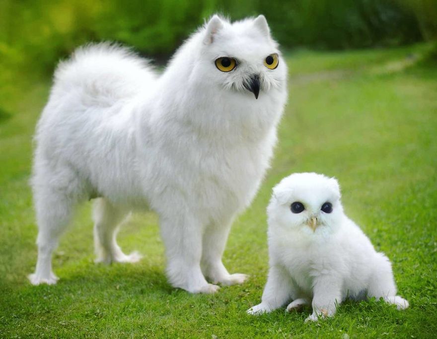 39 Unexpected Animal Hybrids That Would Be Hilarious In Real Life 39 Unexpected Animal Hybrids That Would Be Hilarious In Real Life