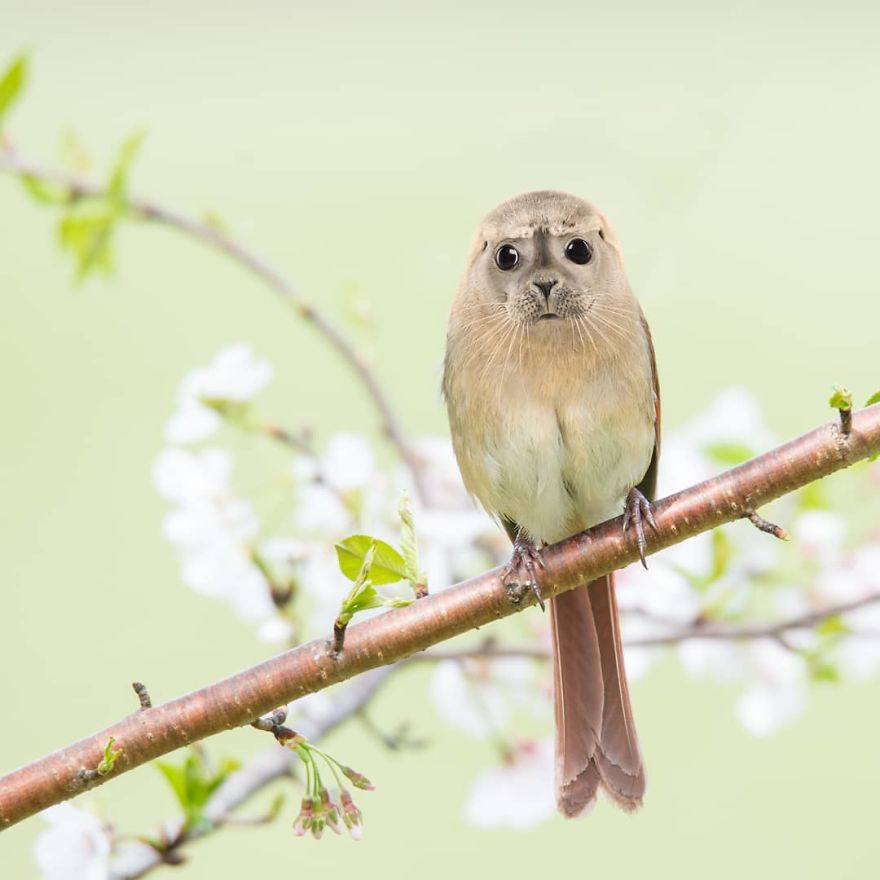 39 Unexpected Animal Hybrids That Would Be Hilarious In Real Life 39 Unexpected Animal Hybrids That Would Be Hilarious In Real Life