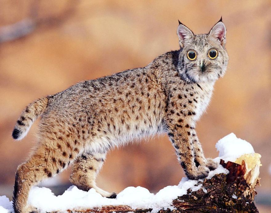 39 Unexpected Animal Hybrids That Would Be Hilarious In Real Life 39 Unexpected Animal Hybrids That Would Be Hilarious In Real Life