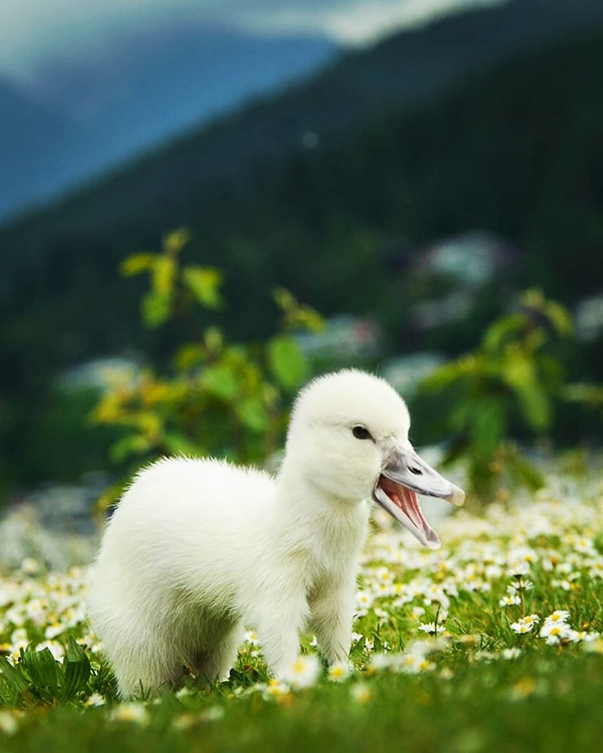 39 Unexpected Animal Hybrids That Would Be Hilarious In Real Life 39 Unexpected Animal Hybrids That Would Be Hilarious In Real Life