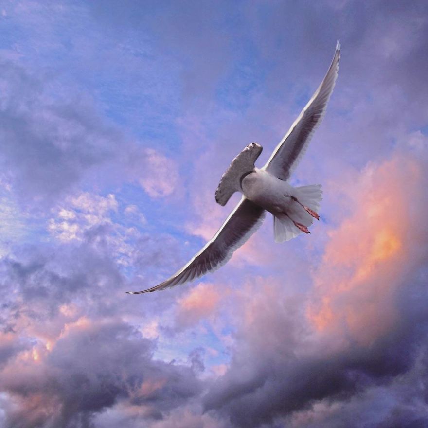 39 Unexpected Animal Hybrids That Would Be Hilarious In Real Life 39 Unexpected Animal Hybrids That Would Be Hilarious In Real Life