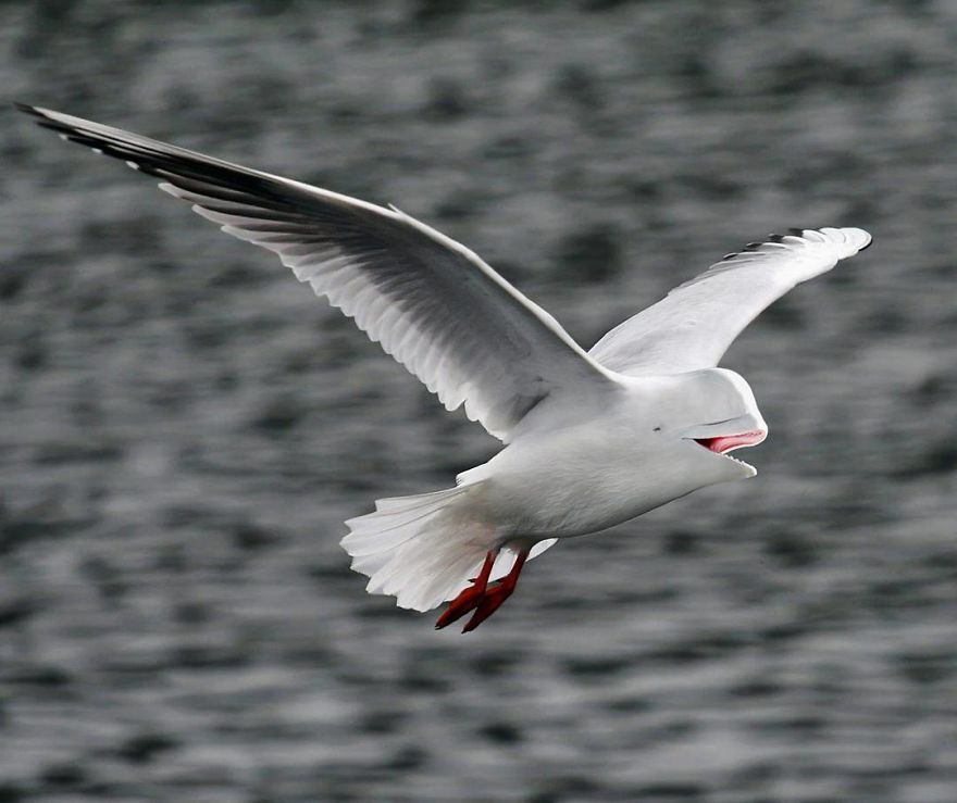 39 Unexpected Animal Hybrids That Would Be Hilarious In Real Life 39 Unexpected Animal Hybrids That Would Be Hilarious In Real Life