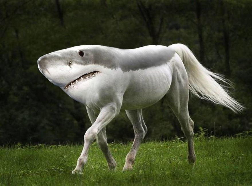 39 Unexpected Animal Hybrids That Would Be Hilarious In Real Life 39 Unexpected Animal Hybrids That Would Be Hilarious In Real Life