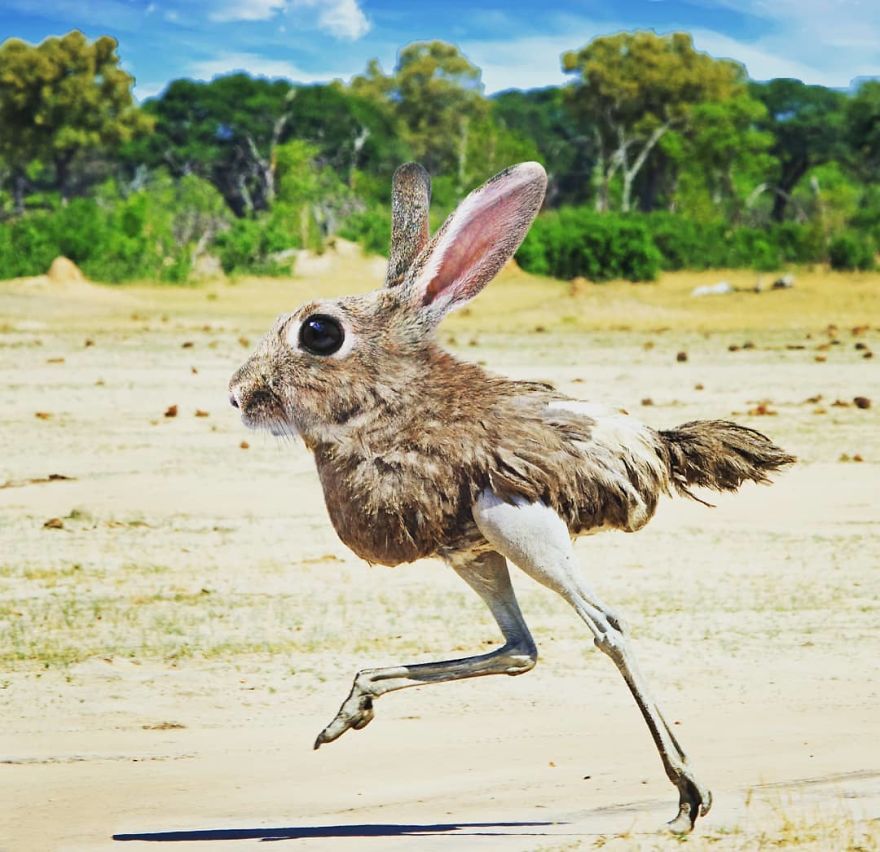 39 Unexpected Animal Hybrids That Would Be Hilarious In Real Life 39 Unexpected Animal Hybrids That Would Be Hilarious In Real Life