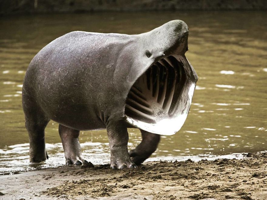 39 Unexpected Animal Hybrids That Would Be Hilarious In Real Life 39 Unexpected Animal Hybrids That Would Be Hilarious In Real Life