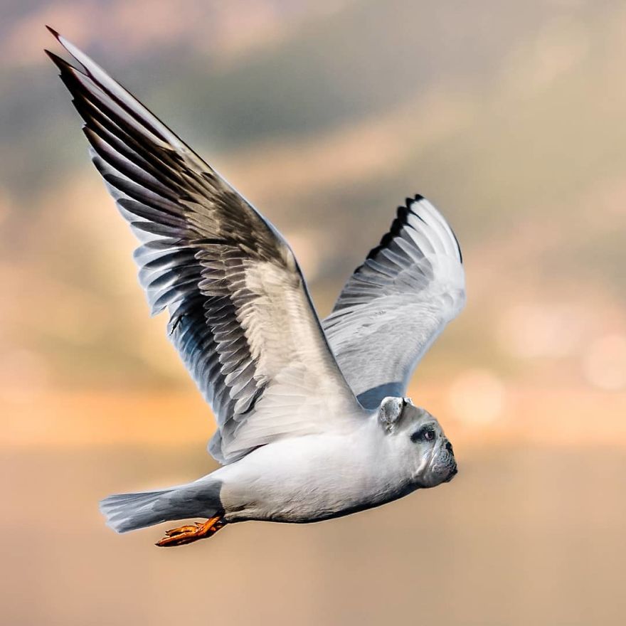 39 Unexpected Animal Hybrids That Would Be Hilarious In Real Life 39 Unexpected Animal Hybrids That Would Be Hilarious In Real Life