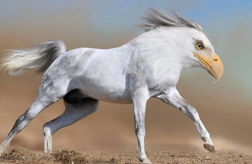 39 Unexpected Animal Hybrids That Would Be Hilarious In Real Life 39 Unexpected Animal Hybrids That Would Be Hilarious In Real Life
