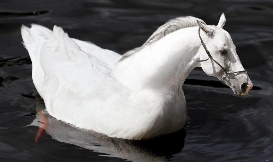 39 Unexpected Animal Hybrids That Would Be Hilarious In Real Life 39 Unexpected Animal Hybrids That Would Be Hilarious In Real Life