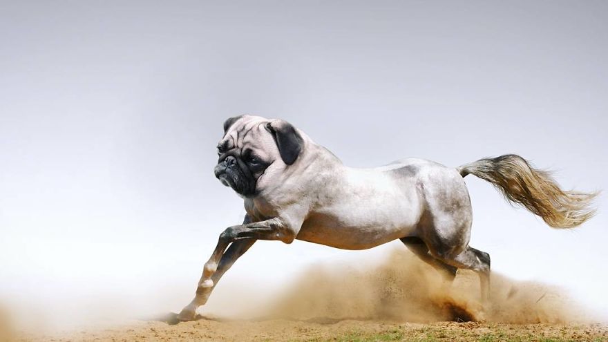 39 Unexpected Animal Hybrids That Would Be Hilarious In Real Life 39 Unexpected Animal Hybrids That Would Be Hilarious In Real Life