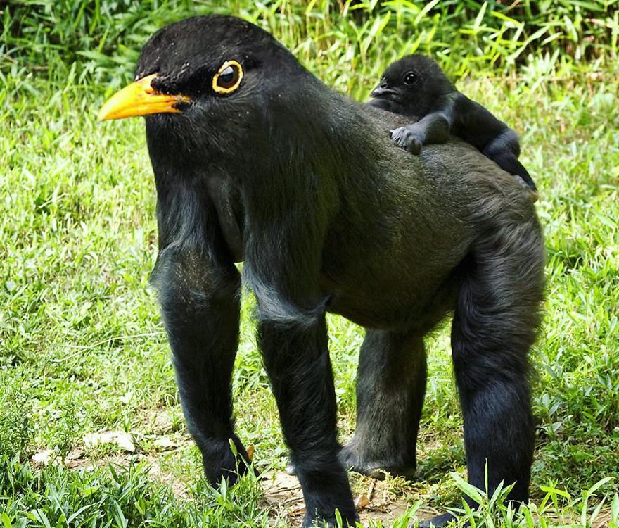 39 Unexpected Animal Hybrids That Would Be Hilarious In Real Life 39 Unexpected Animal Hybrids That Would Be Hilarious In Real Life