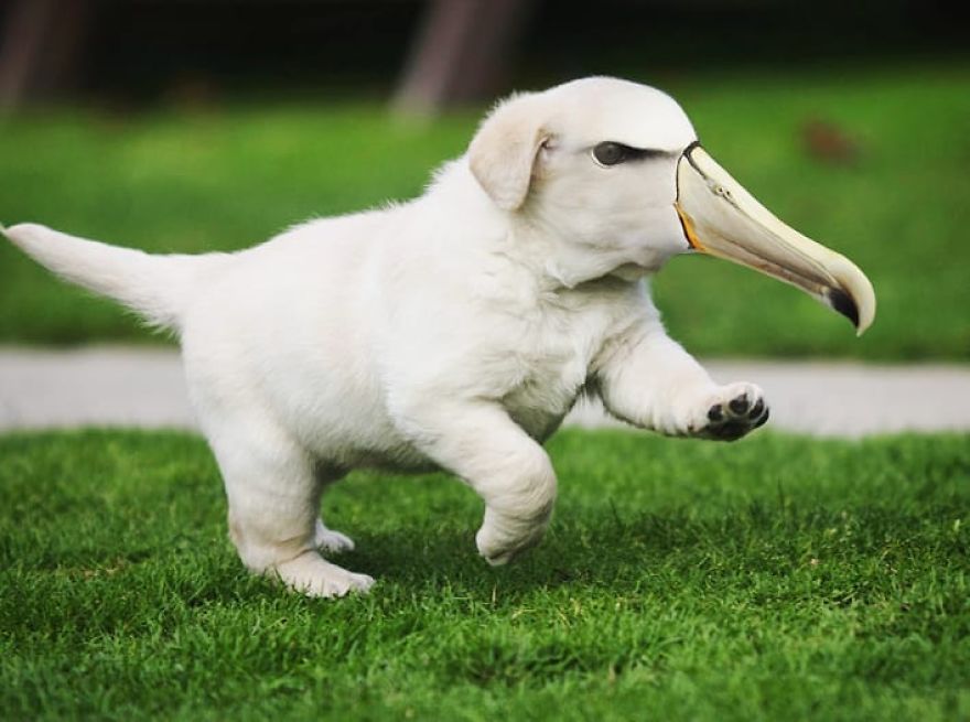 39 Unexpected Animal Hybrids That Would Be Hilarious In Real Life 39 Unexpected Animal Hybrids That Would Be Hilarious In Real Life