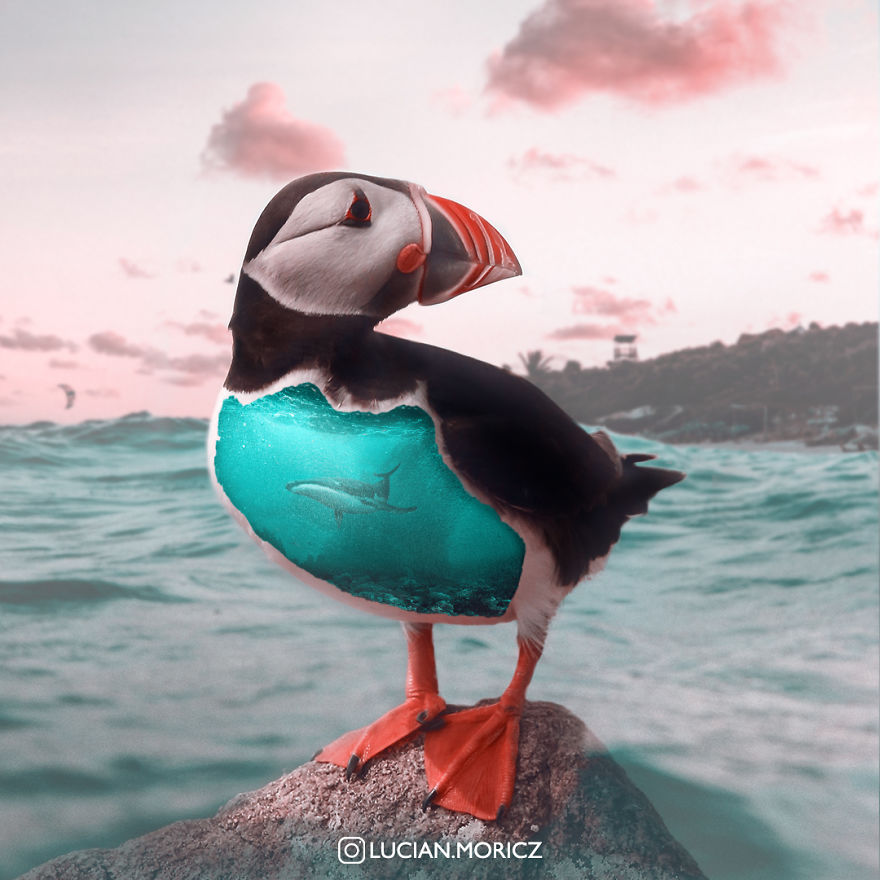 I Used Digital Art To Emphasize The Uniqueness Of Animals I Used Digital Art To Emphasize The Uniqueness Of Animals