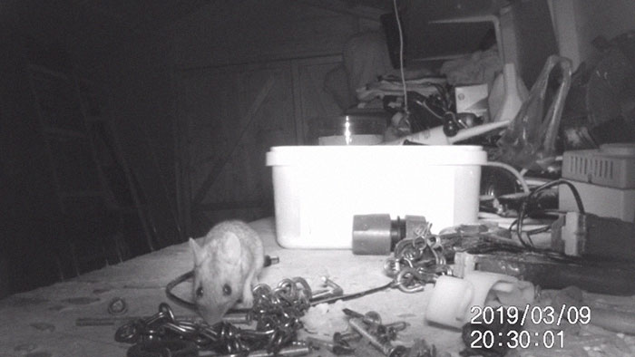 “I Thought I Was Going Mad:” Pensioner Catches A Mouse That Kept Cleaning His Shed On A Trail Cam “I Thought I Was Going Mad:” Pensioner Catches A Mouse That Kept Cleaning His Shed On A Trail Cam