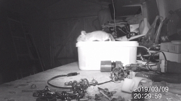 “I Thought I Was Going Mad:” Pensioner Catches A Mouse That Kept Cleaning His Shed On A Trail Cam “I Thought I Was Going Mad:” Pensioner Catches A Mouse That Kept Cleaning His Shed On A Trail Cam