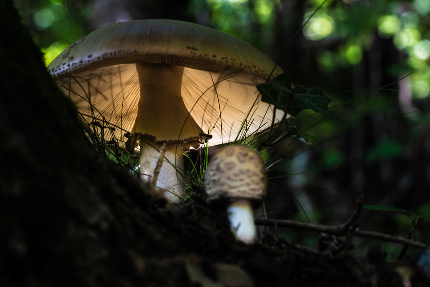 Best From Mushrooms Hunter Photography In 2018