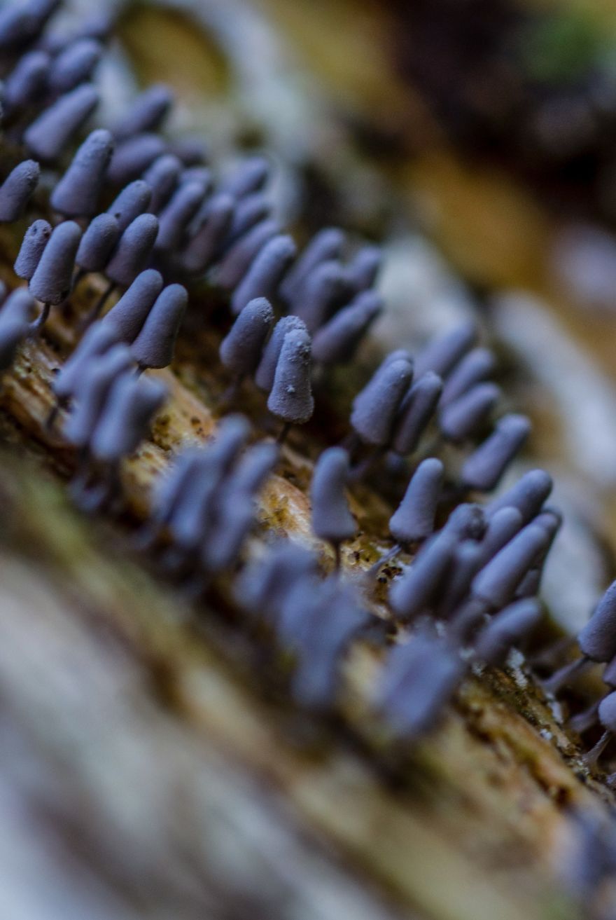 Best From Mushrooms Hunter Photography In 2018