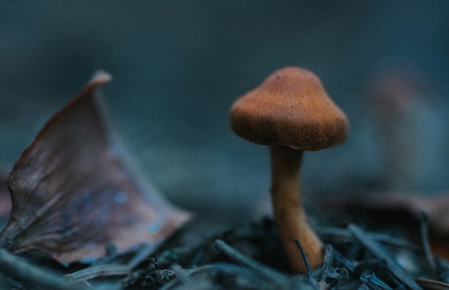 Best From Mushrooms Hunter Photography In 2018