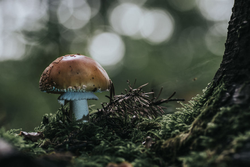 Best From Mushrooms Hunter Photography In 2018