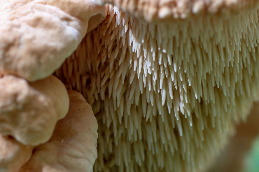 Best From Mushrooms Hunter Photography In 2018