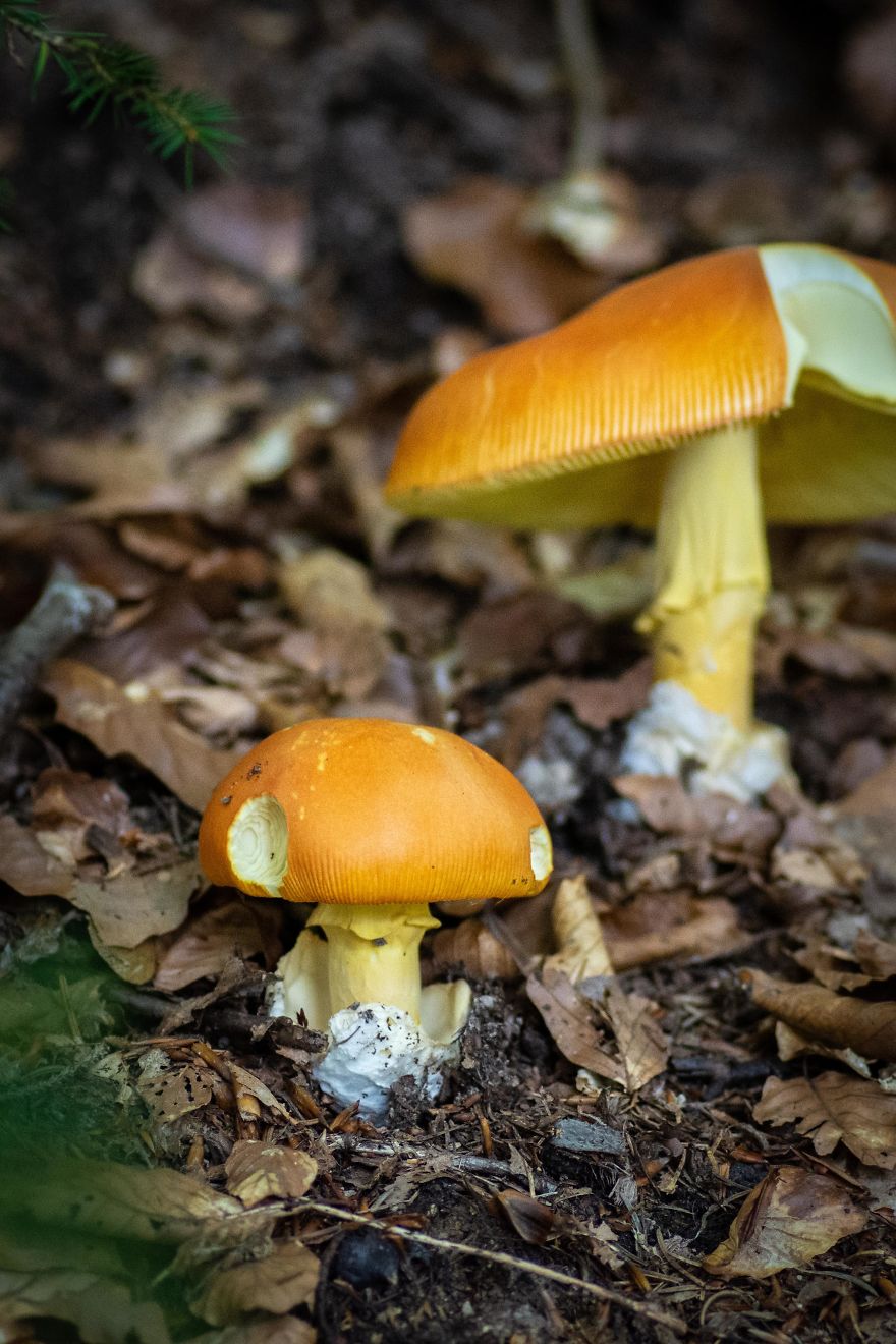 Best From Mushrooms Hunter Photography In 2018