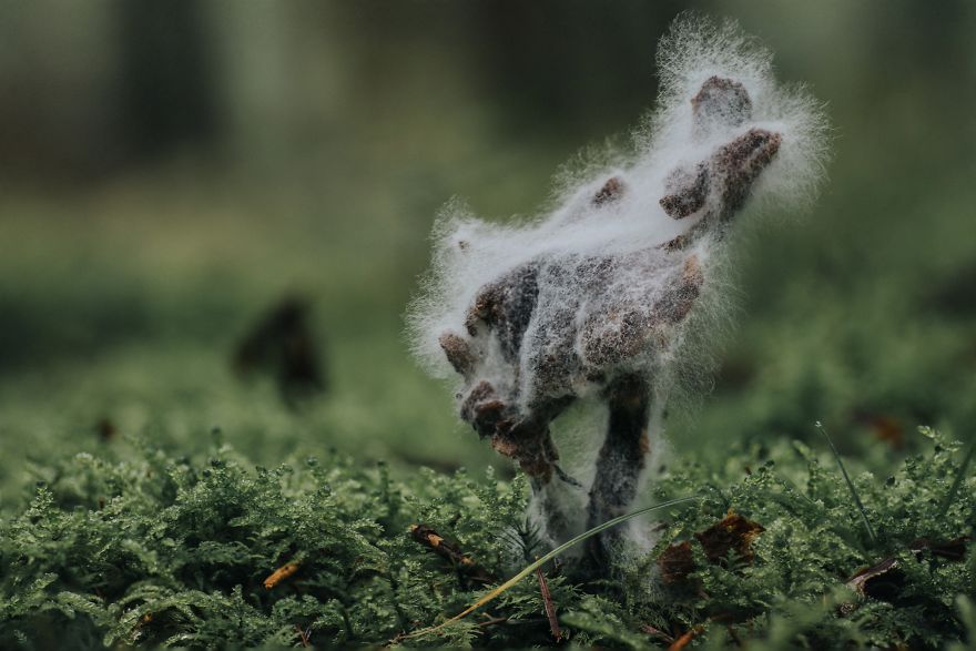 Best From Mushrooms Hunter Photography In 2018