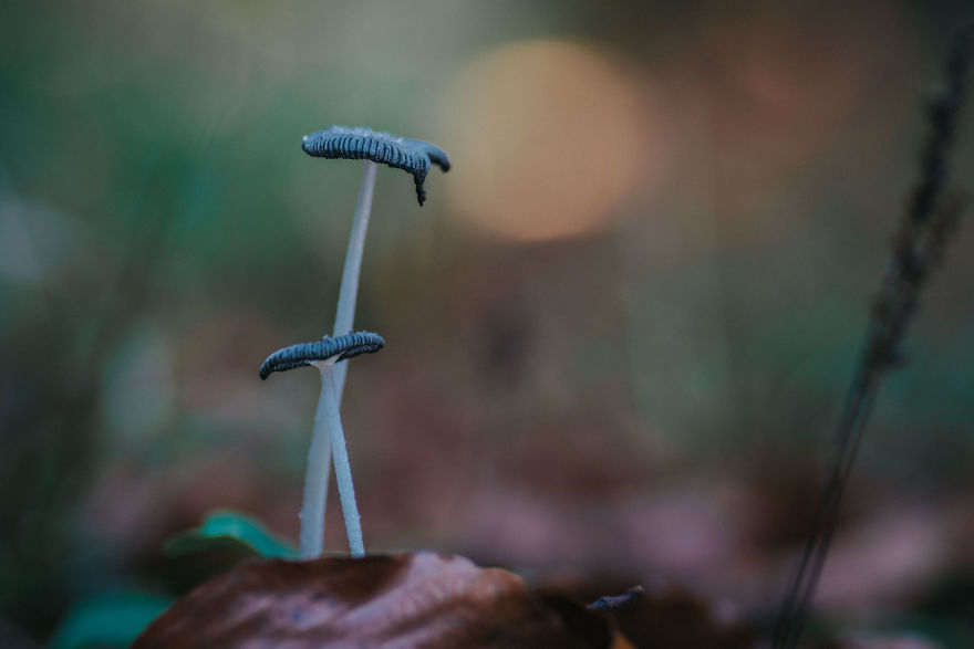 Best From Mushrooms Hunter Photography In 2018