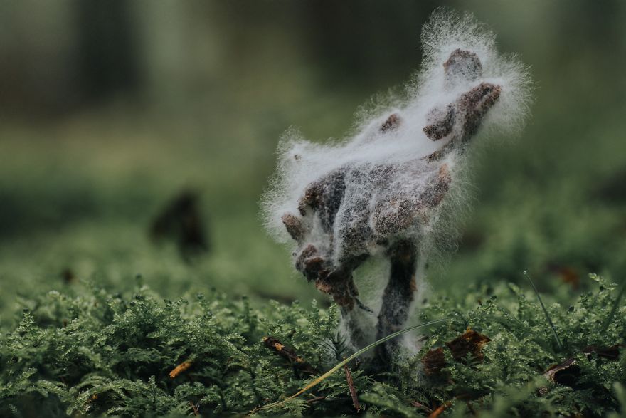 Best From Mushrooms Hunter Photography In 2018