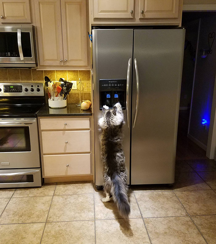 If You Think Your Tabby Is Funny, Wait Until You See These Silly Maine Coon Cats