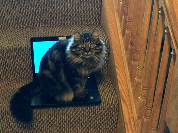 If You Think Your Tabby Is Funny, Wait Until You See These Silly Maine Coon Cats