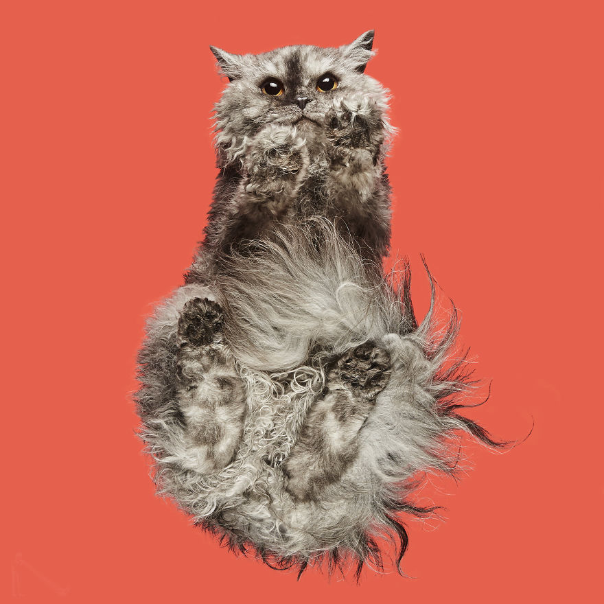 4 Years Ago, I Saw A Ridiculous-Looking Picture Of A Cat On A Glass Table, And Turned It Into An “Under-Cats” Project (24 New Pics) 4 Years Ago, I Saw A Ridiculous-Looking Picture Of A Cat On A Glass Table, And Turned It Into An “Under-Cats” Project (24 New Pics)