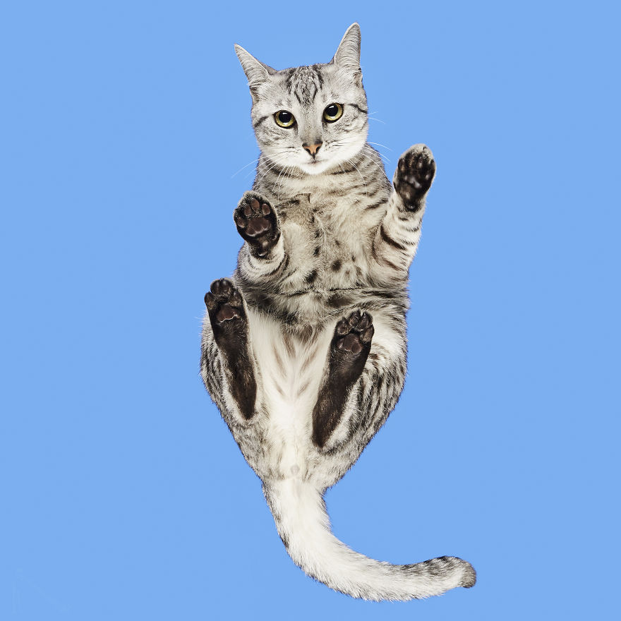 4 Years Ago, I Saw A Ridiculous-Looking Picture Of A Cat On A Glass Table, And Turned It Into An “Under-Cats” Project (24 New Pics) 4 Years Ago, I Saw A Ridiculous-Looking Picture Of A Cat On A Glass Table, And Turned It Into An “Under-Cats” Project (24 New Pics)