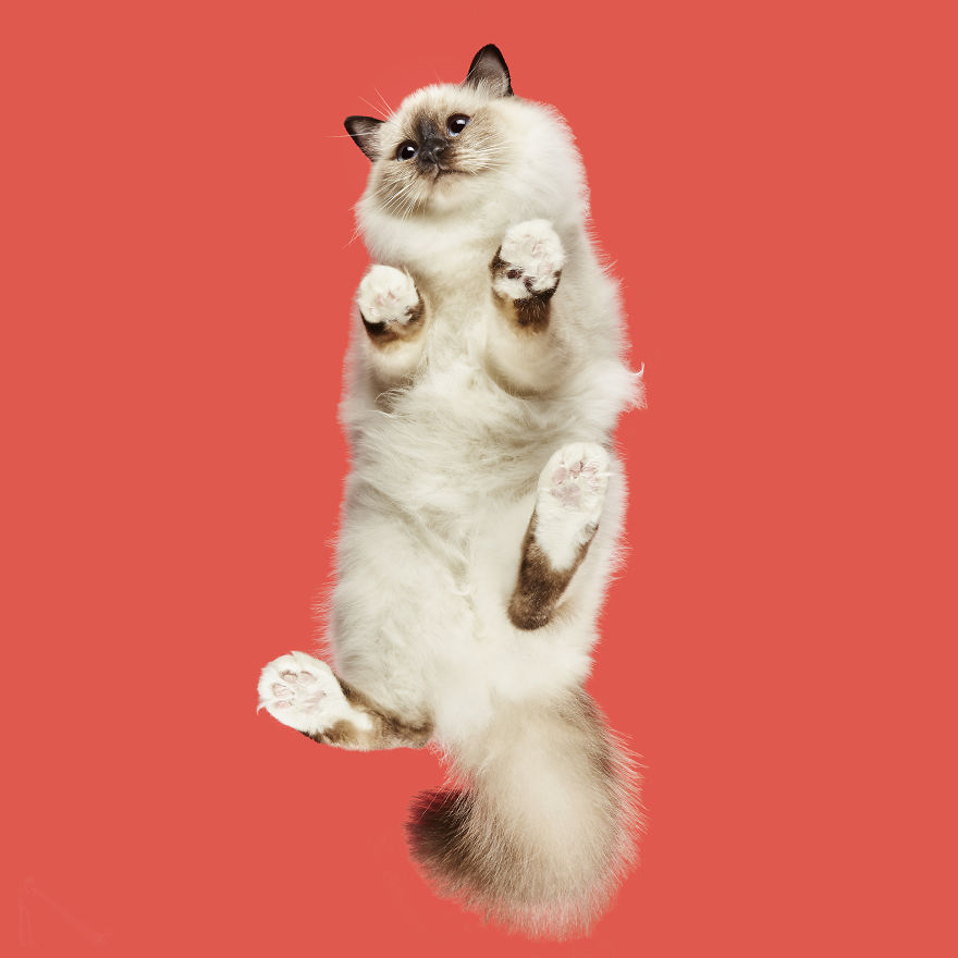 4 Years Ago, I Saw A Ridiculous-Looking Picture Of A Cat On A Glass Table, And Turned It Into An “Under-Cats” Project (24 New Pics) 4 Years Ago, I Saw A Ridiculous-Looking Picture Of A Cat On A Glass Table, And Turned It Into An “Under-Cats” Project (24 New Pics)