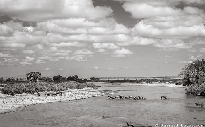 Last Photos Of The Legendary ‘Elephant Queen’ Before Her Death Last Photos Of The Legendary ‘Elephant Queen’ Before Her Death