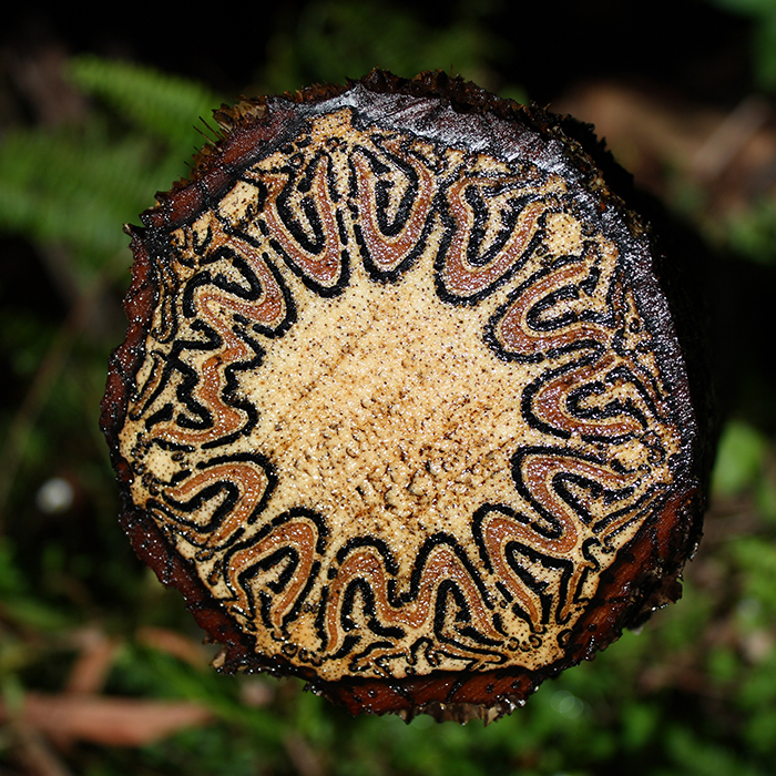 Here Are 30 Photos Of Objects Cut In Half That Reveal The Unseen Side Of Things Here Are 30 Photos Of Objects Cut In Half That Reveal The Unseen Side Of Things