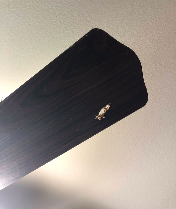 Gaming Monitor Stops One Of 5 Bullets Shot At This Guy’s House, MSI Offers To Replace It Gaming Monitor Stops One Of 5 Bullets Shot At This Guy’s House, MSI Offers To Replace It