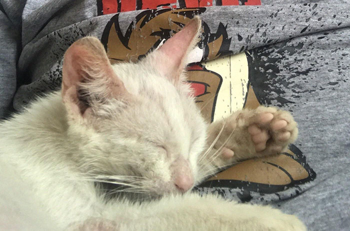 Guy Wakes Up From A Nap To A Stray Kitten Sleeping On His Stomach, Decides To Keep It