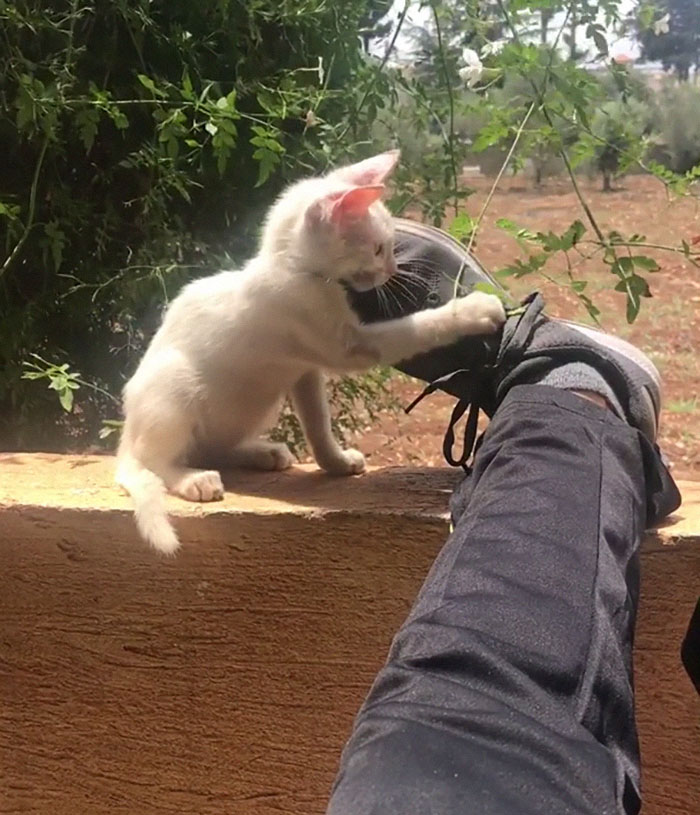 Guy Wakes Up From A Nap To A Stray Kitten Sleeping On His Stomach, Decides To Keep It